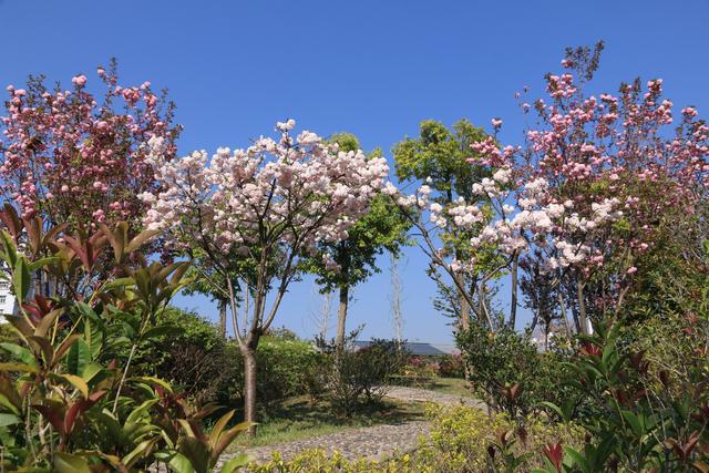 艳丽如霞,燃情似火