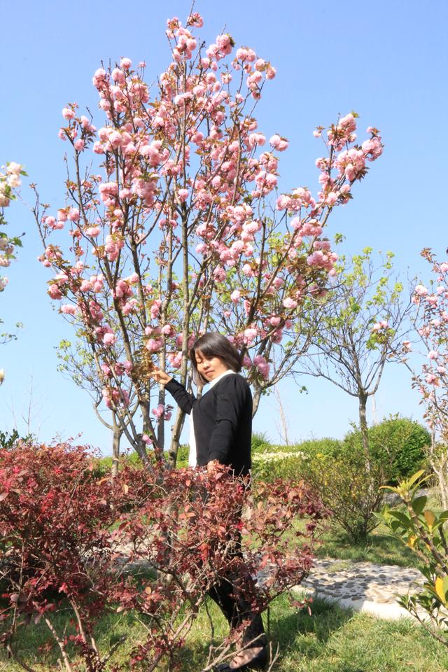 艳丽如霞,燃情似火