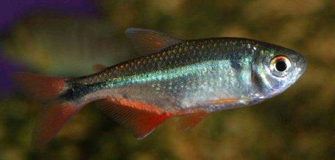 别在亚马逊的河里尿尿,当心魔鬼鱼钻入你的尿道,吸食你的血液