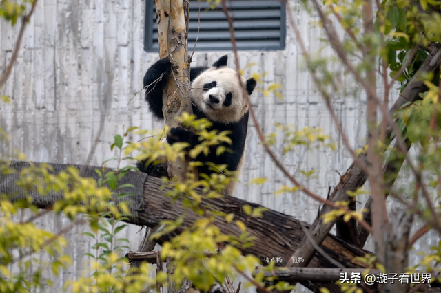 大熊猫妃妃住非展区养老啦，奔驰家的少爷星秋搬到了妃妃的院子