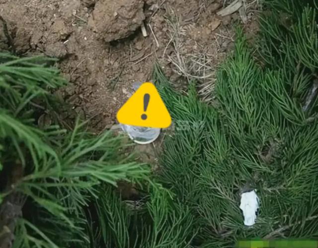 “就地办事，套套乱扔”，小树林成野战地，环卫工多次亲眼目睹！