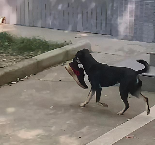 狗狗叼着内衣在草地上玩耍，看了都说不出话了：好奇心未免太重