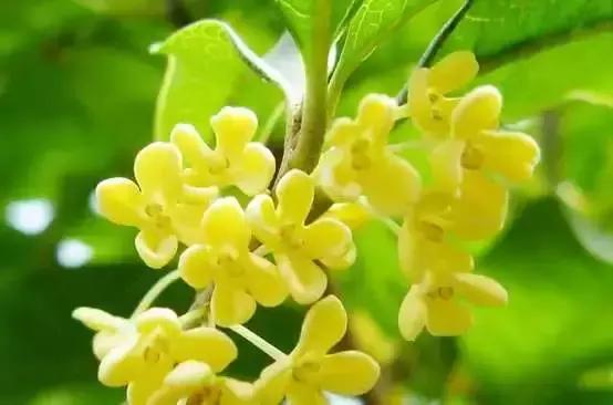 你是几月出生,就是什么花!(太准了)