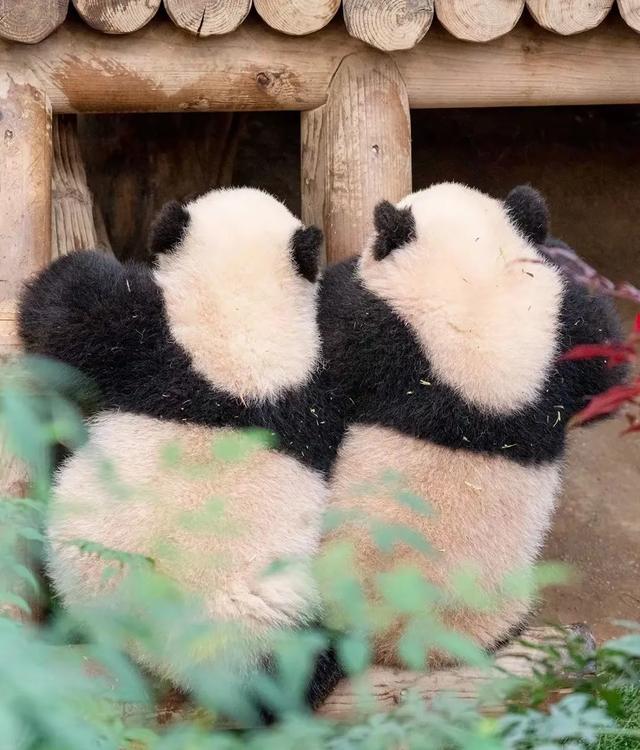 心里藏着小星星 生活才能亮晶晶！睿宝辉宝1周岁生日 爱与祝福同在