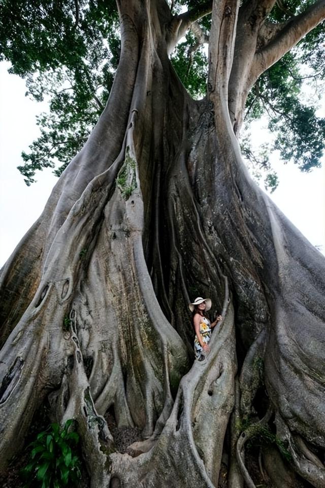 印尼女商人赤身与巴厘岛700岁圣树合照,被逮捕,步俄网红后尘