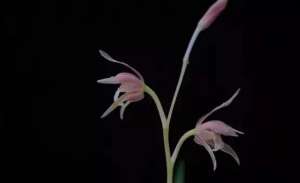 水仙女主播磁力(你是几月出生，就是什么花（太准了）)