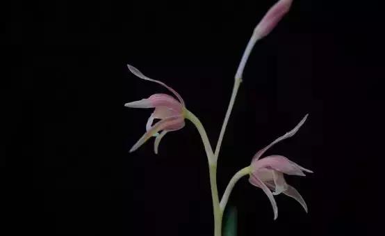 你是几月出生,就是什么花!(太准了)