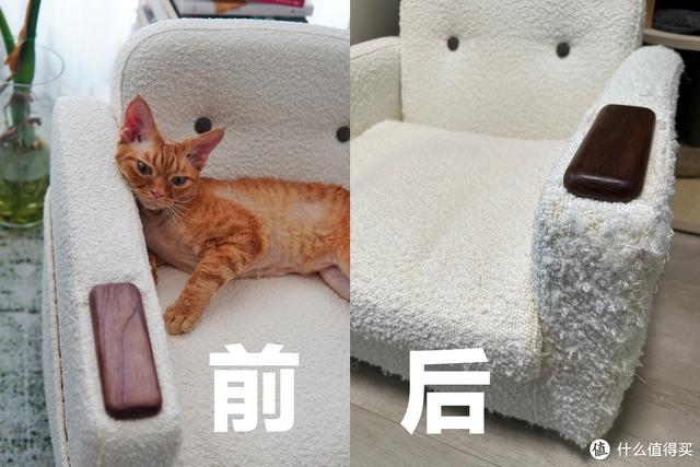 养猫避坑指南,干货助你轻松养好哈基米