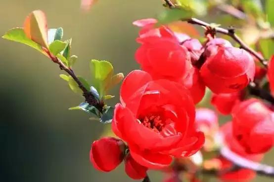 你是几月出生,就是什么花!(太准了)