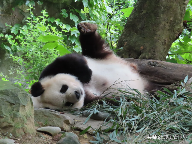 大熊猫妃妃住非展区养老啦，奔驰家的少爷星秋搬到了妃妃的院子