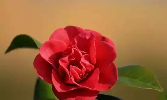 你是几月出生,就是什么花!(太准了)