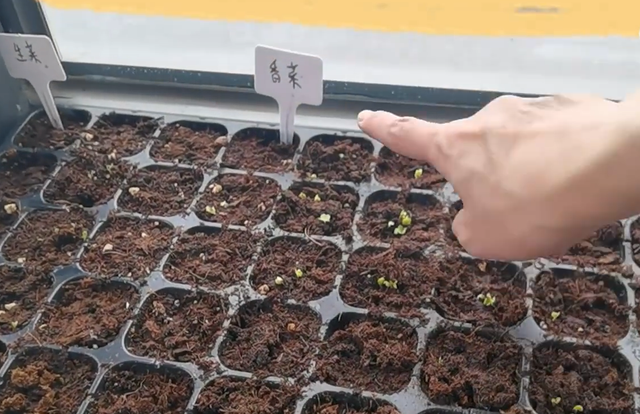 16位明星抗疫接地气！马伊琍种葱，李立群吃剩菜，苗苗阳台成菜园