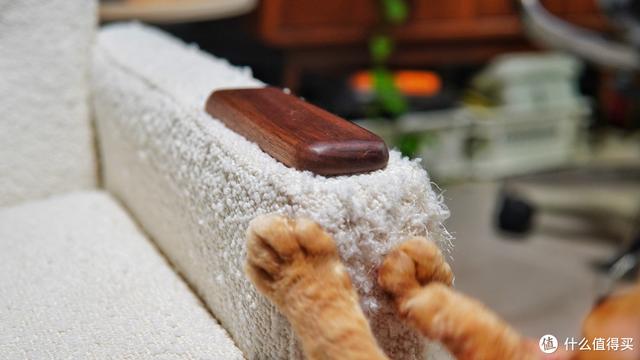 养猫避坑指南,干货助你轻松养好哈基米