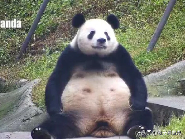 大熊猫妃妃住非展区养老啦，奔驰家的少爷星秋搬到了妃妃的院子