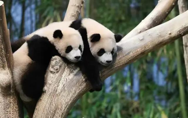 心里藏着小星星 生活才能亮晶晶！睿宝辉宝1周岁生日 爱与祝福同在