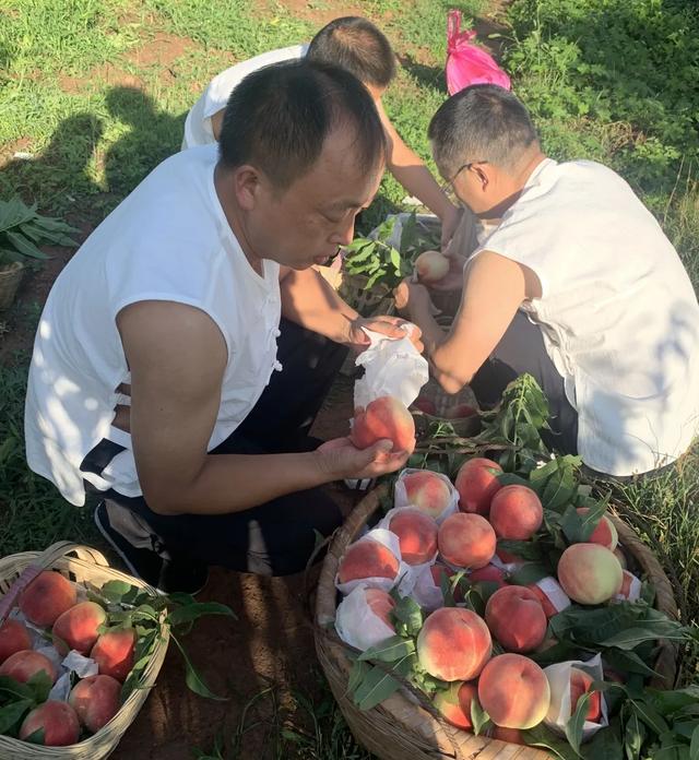 街道书记变身“主播”，短视频为水蜜桃“带货”
