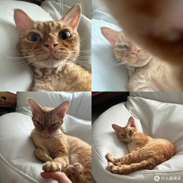 养猫避坑指南,干货助你轻松养好哈基米