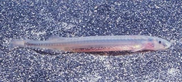 别在亚马逊的河里尿尿,当心魔鬼鱼钻入你的尿道,吸食你的血液