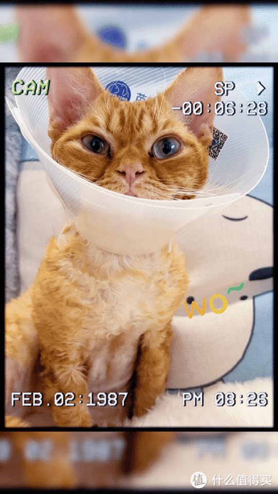 养猫避坑指南,干货助你轻松养好哈基米