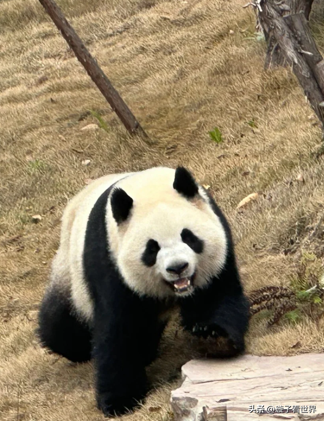 大熊猫妃妃住非展区养老啦，奔驰家的少爷星秋搬到了妃妃的院子