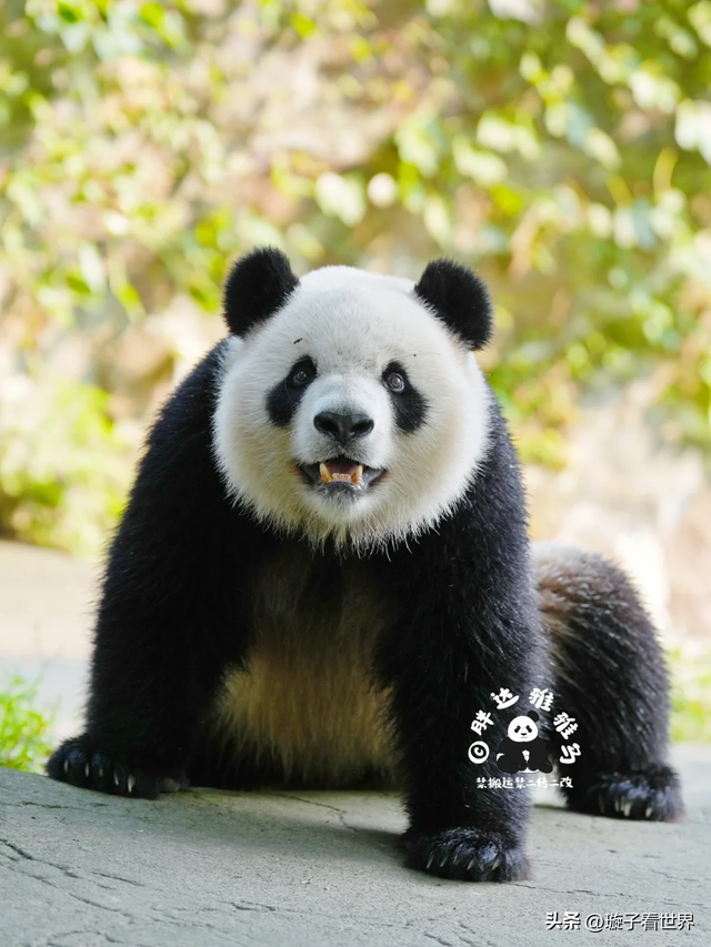 大熊猫妃妃住非展区养老啦，奔驰家的少爷星秋搬到了妃妃的院子