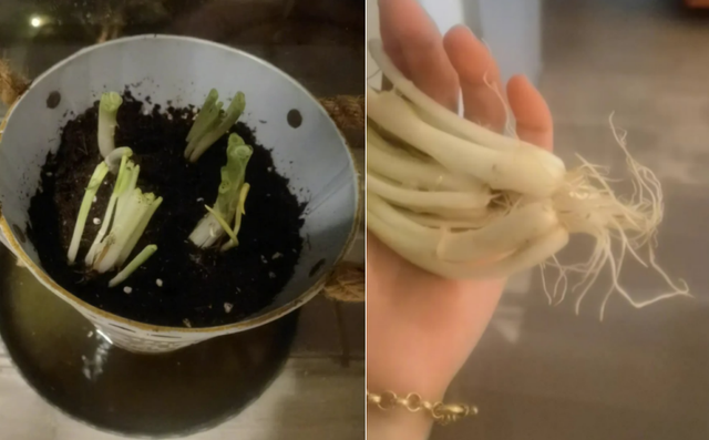 16位明星抗疫接地气！马伊琍种葱，李立群吃剩菜，苗苗阳台成菜园