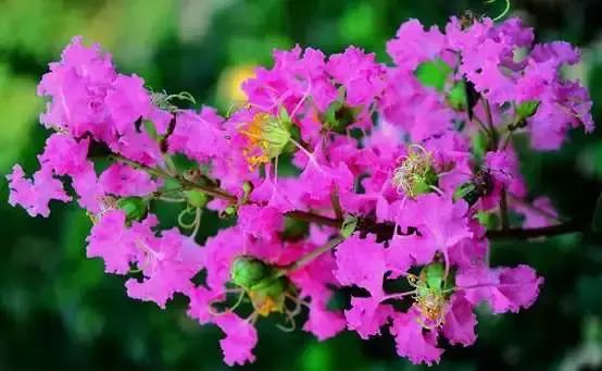 你是几月出生,就是什么花!(太准了)