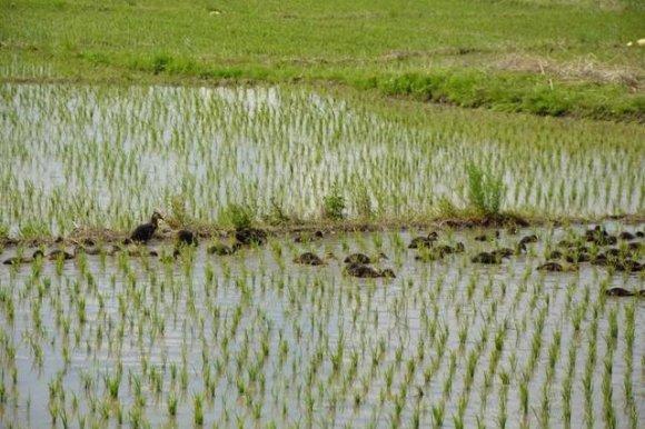 从北大荒到乌苏里斯克:一个东北女主播镜头里的中俄双城记