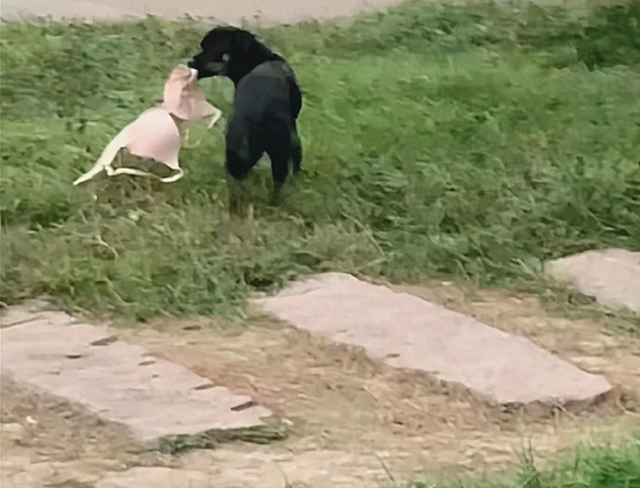 狗狗叼着内衣在草地上玩耍，看了都说不出话了：好奇心未免太重