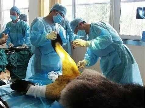 大熊猫被“脱裤子”露下体?九年前打群架骨折遭剃毛