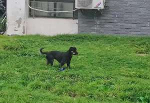 狗叼内衣女主播(狗狗叼着内衣在草地上玩耍，看了都说不出话了：好奇心未免太重)