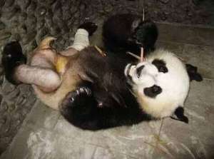 熊猫女主播脱(大熊猫被“脱裤子”露下体？九年前打群架骨折遭剃毛)