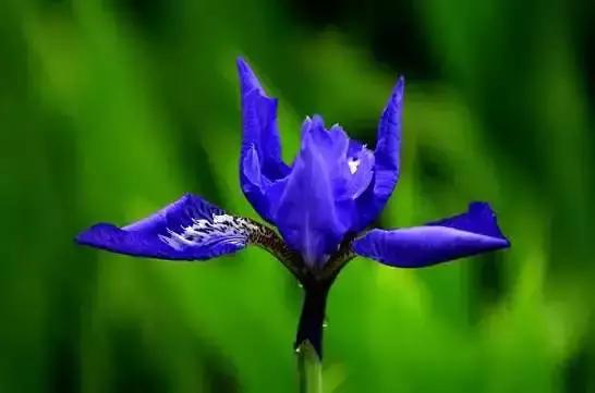 你是几月出生,就是什么花!(太准了)