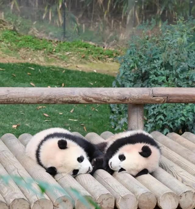 心里藏着小星星 生活才能亮晶晶！睿宝辉宝1周岁生日 爱与祝福同在