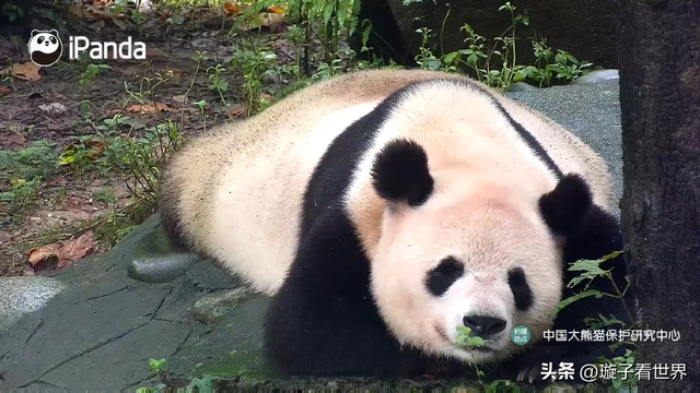 大熊猫妃妃住非展区养老啦，奔驰家的少爷星秋搬到了妃妃的院子