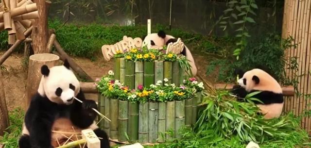 心里藏着小星星 生活才能亮晶晶！睿宝辉宝1周岁生日 爱与祝福同在