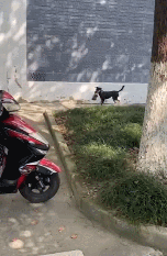 狗狗叼着内衣在草地上玩耍，看了都说不出话了：好奇心未免太重