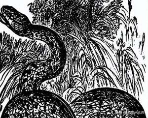 女主播烟儿与狗(女婿归家，见岳母与狗抢食，女婿大笑：我等这天好久)