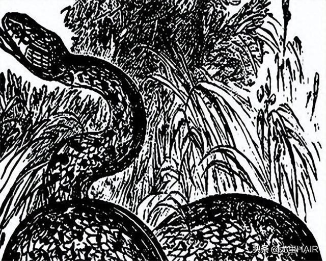 女婿归家，见岳母与狗抢食，女婿大笑：我等这天好久