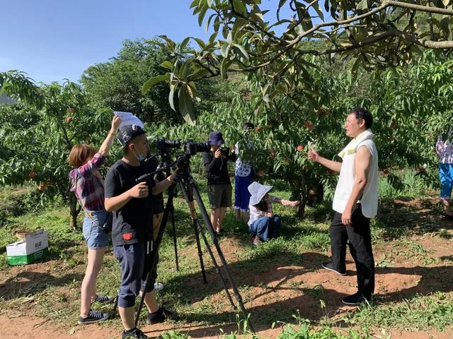 街道书记变身“主播”，短视频为水蜜桃“带货”