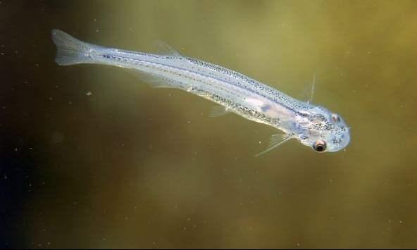 别在亚马逊的河里尿尿,当心魔鬼鱼钻入你的尿道,吸食你的血液