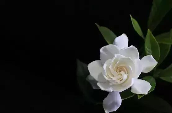 你是几月出生,就是什么花!(太准了)