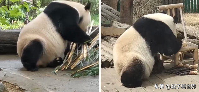 大熊猫妃妃住非展区养老啦，奔驰家的少爷星秋搬到了妃妃的院子