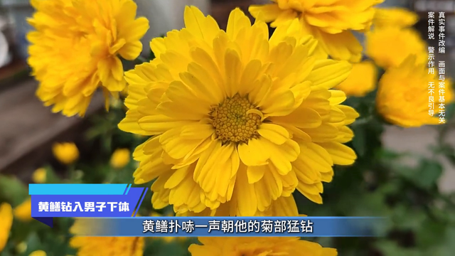 社会放大镜丨黄鳝钻入男子下体 #内容过于真实#真实还原