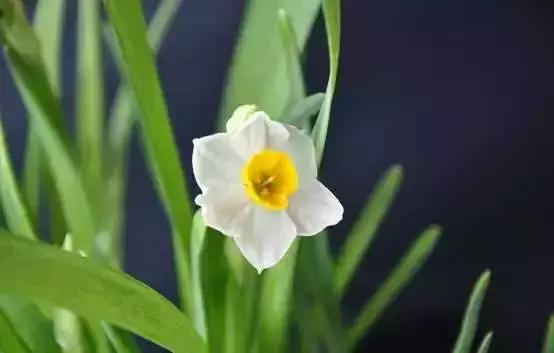 你是几月出生,就是什么花!(太准了)