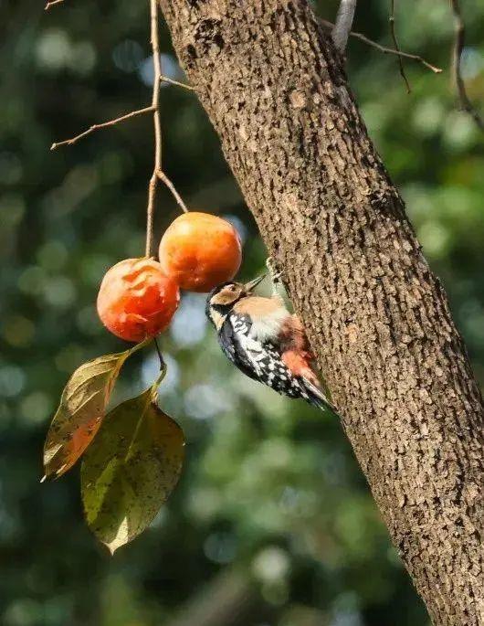 萌兰新家曝光！喜提“豪华套房”