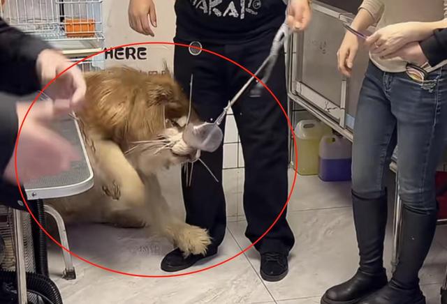 墙倒众人推！网红潘宏被曝踩儿子头合影，曾因故意伤害判刑一年