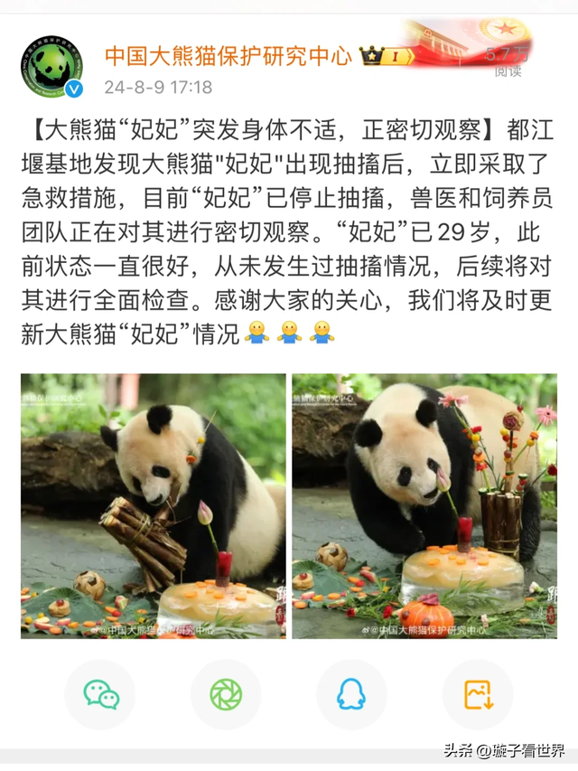 大熊猫妃妃住非展区养老啦，奔驰家的少爷星秋搬到了妃妃的院子