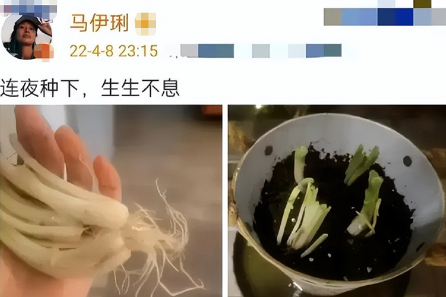 16位明星抗疫接地气！马伊琍种葱，李立群吃剩菜，苗苗阳台成菜园
