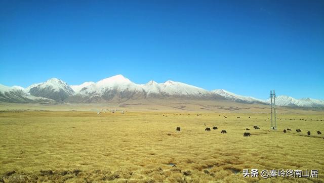 河南女孩美美直播时意外身亡，徒步西藏是追求梦想还是无知者无畏